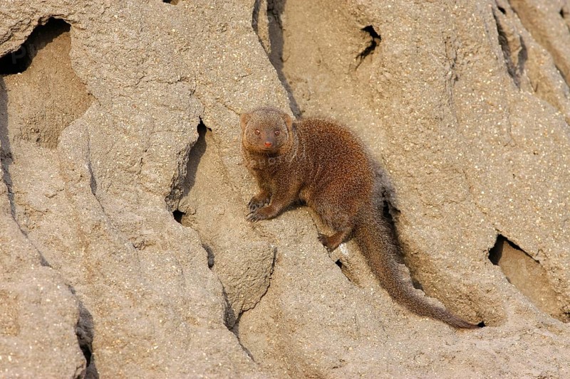 Southern Dwarf Mongoose