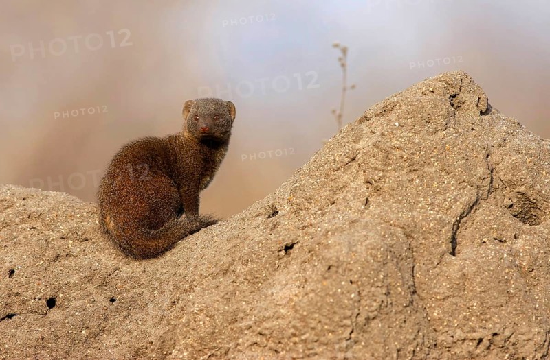 Southern Dwarf Mongoose