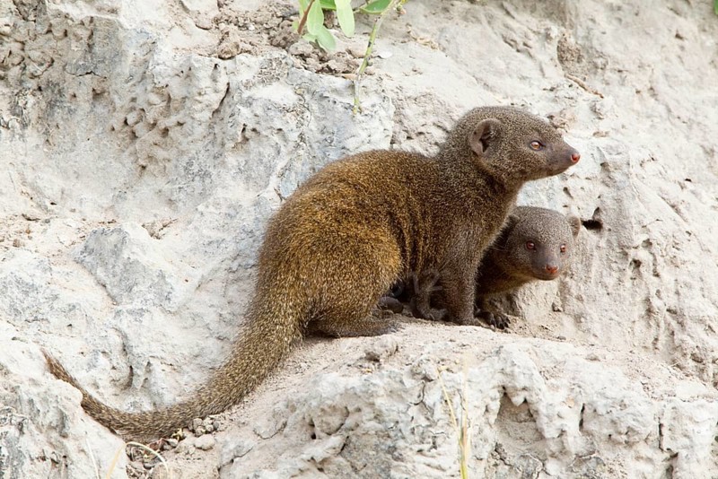 Southern Dwarf Mongoose
