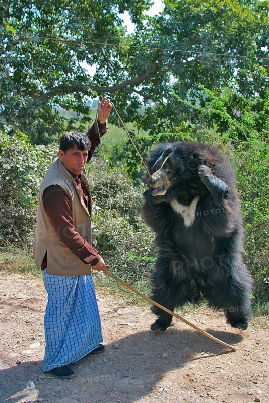 Ursus ursinus