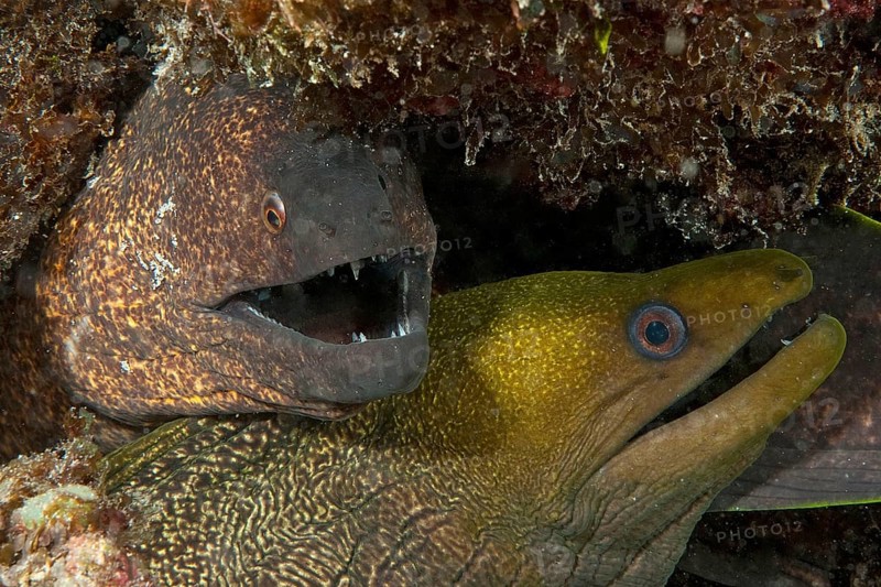 Yellow-edged moray