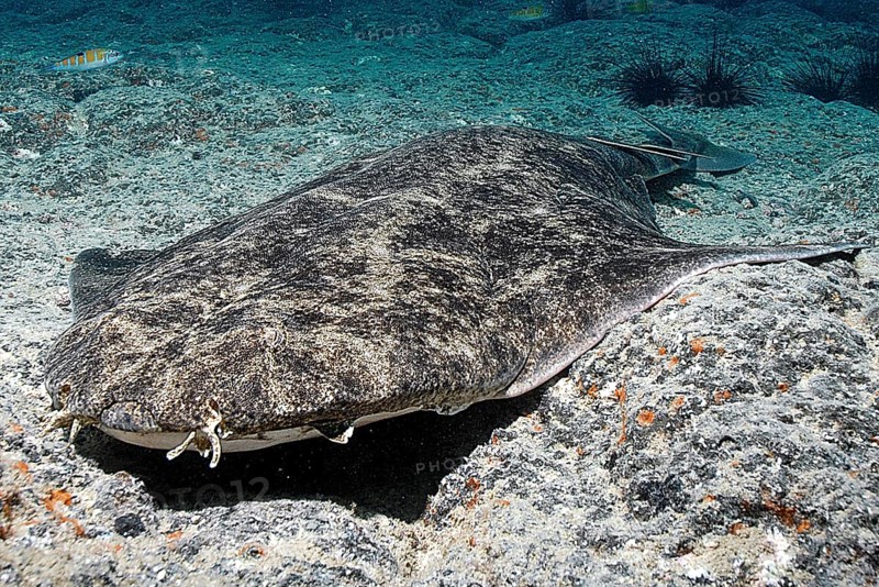 Angel Shark