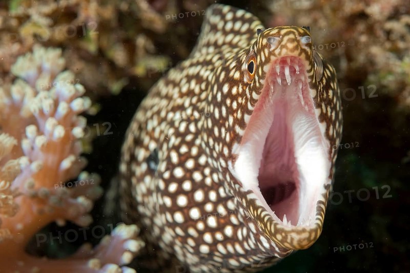 White-mouth moray