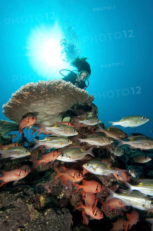 Reef scene with diver and coral fish