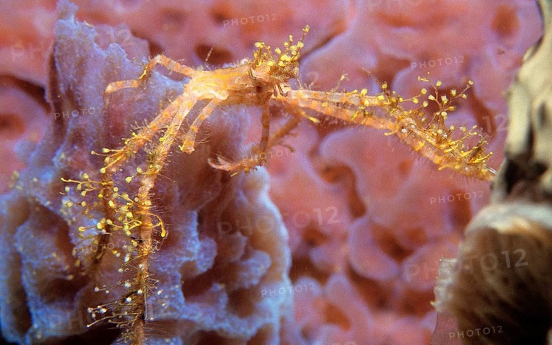 Spider Crab