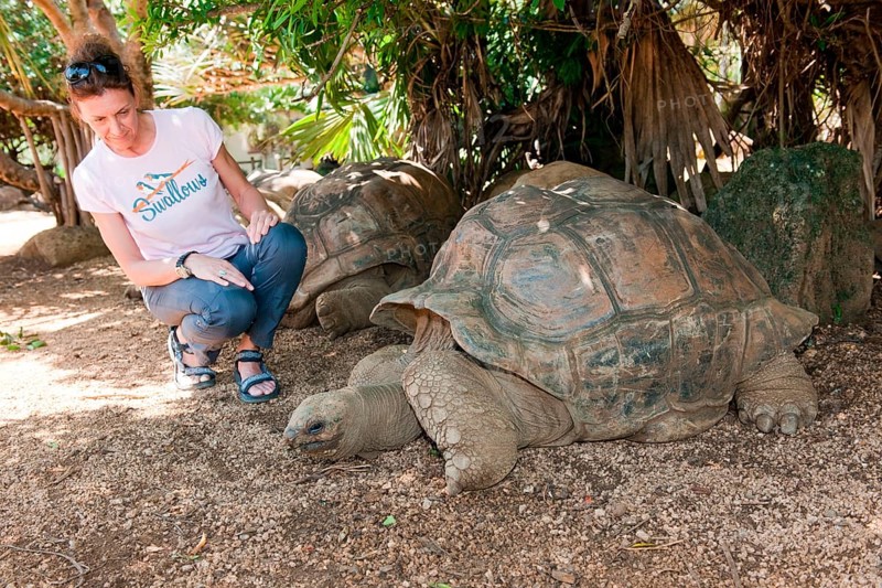 Aldabra giant tortoise