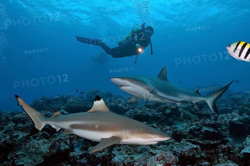 Diver and blacktip reef shark
