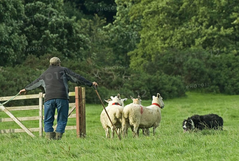 Shepherd with Border Collie