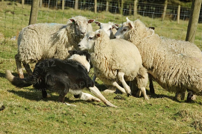 Border collie herding flock of sheep