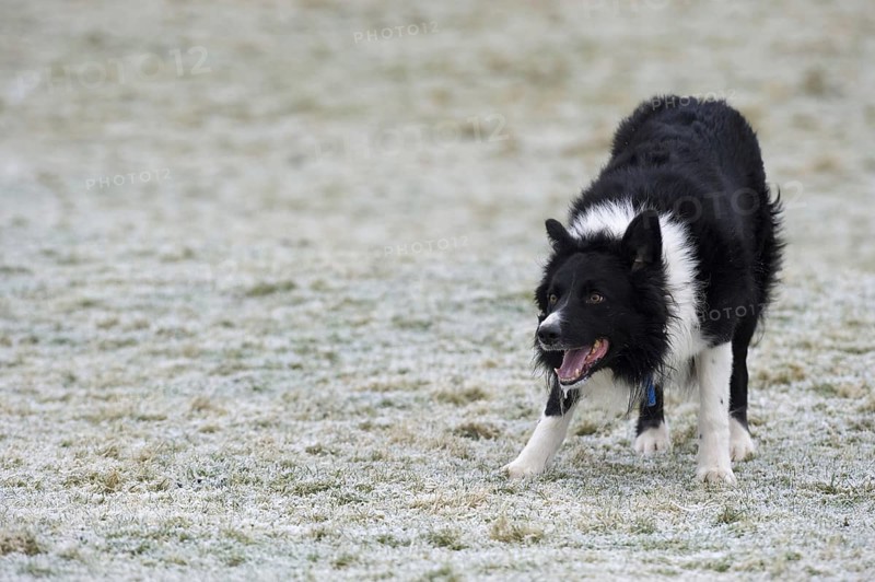 Domestic dog