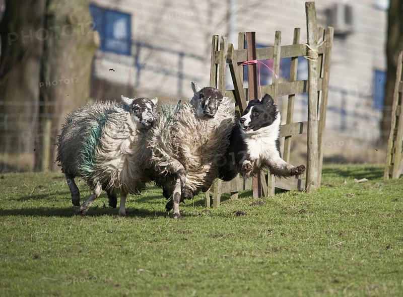 Border collie drives domestic sheep
