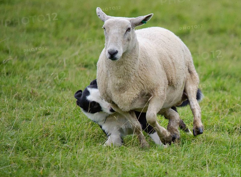 Border collie drives domestic sheep