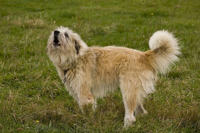 Domestic Dog