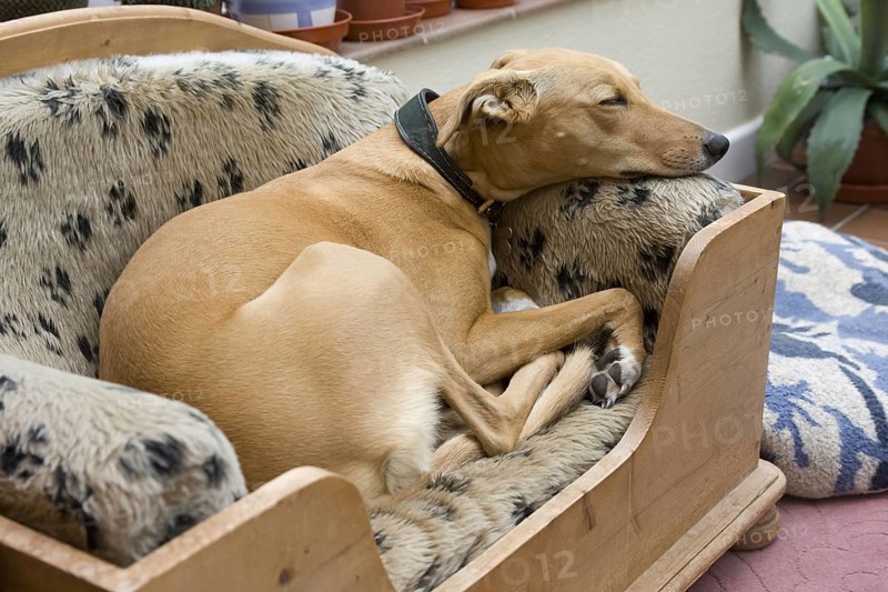 Domestic Dog