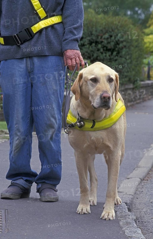 Labrador Retriever