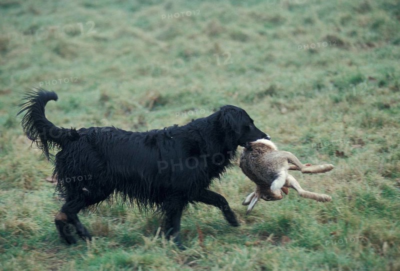 Domestic Retriever