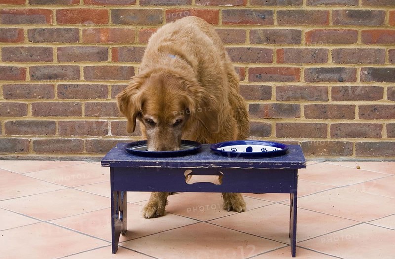 Domestic Dog