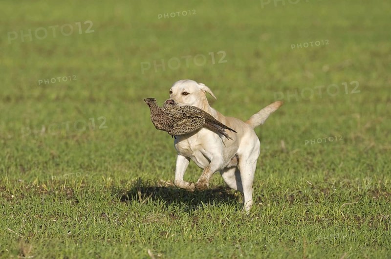 Domestic Dog