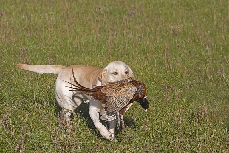 Domestic Dog