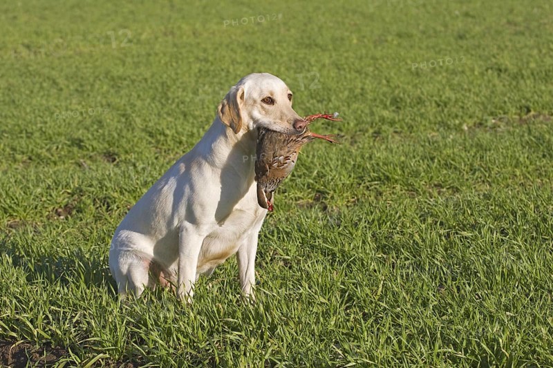 Domestic Dog