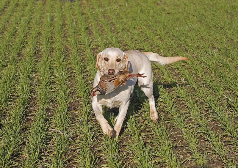 Domestic Dog