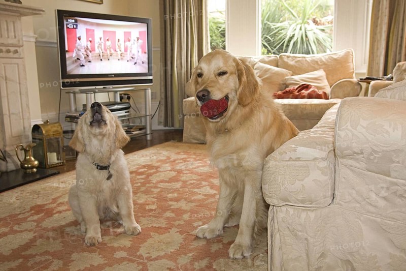 Domestic Dog
