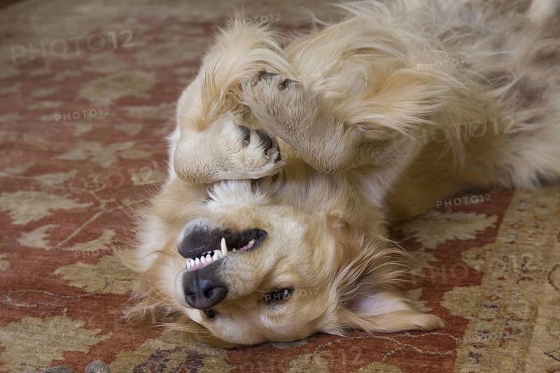 Domestic Dog