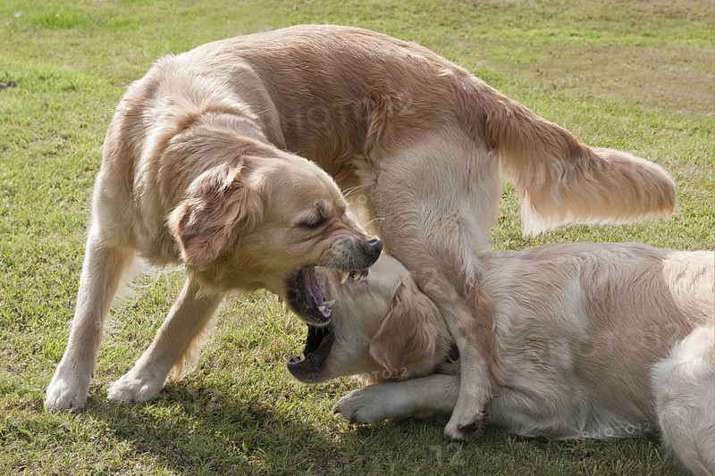 Domestic Dog