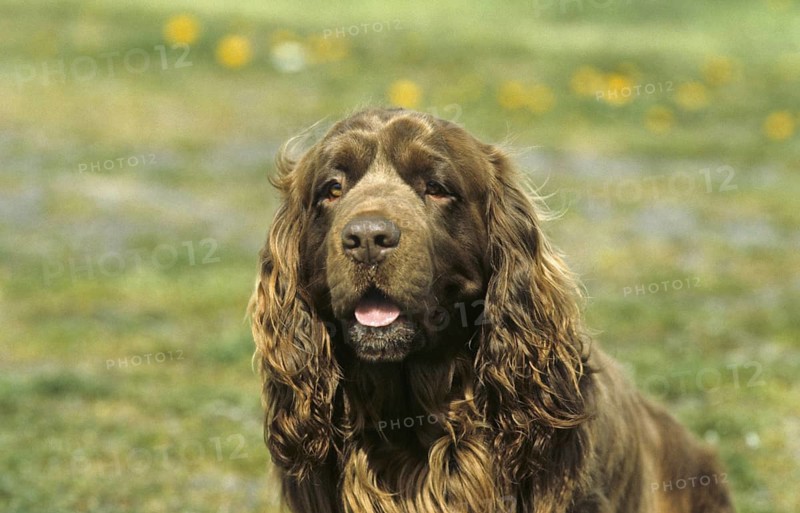 Domestic dog
