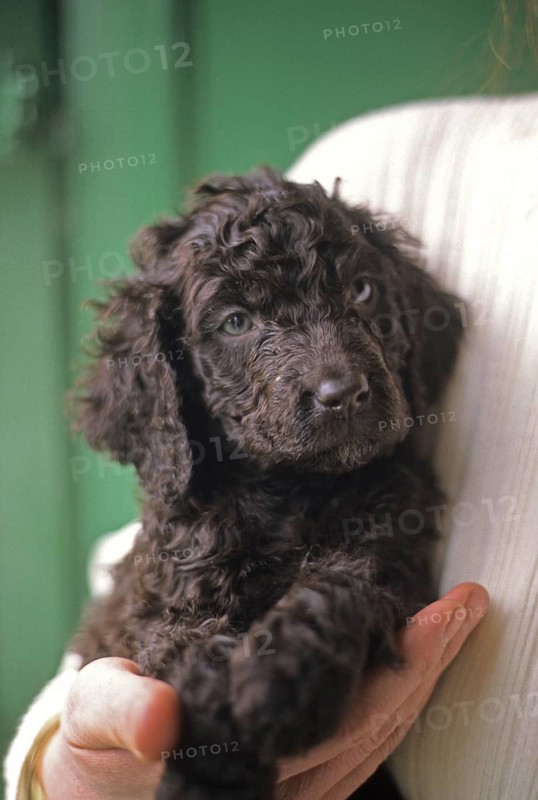 Domestic dog