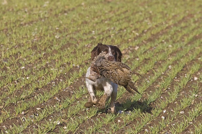 Domestic Dog
