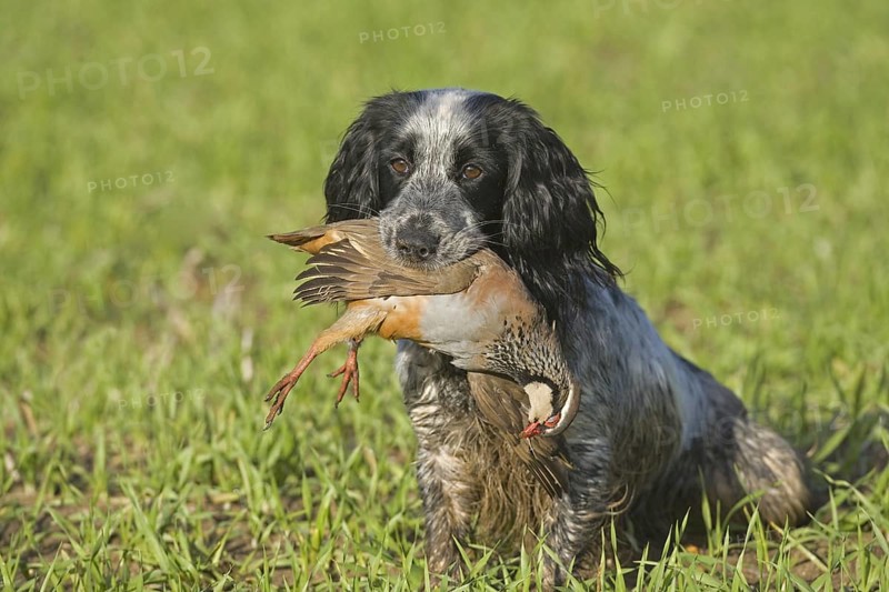 Domestic Dog