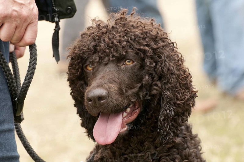 Domestic dog