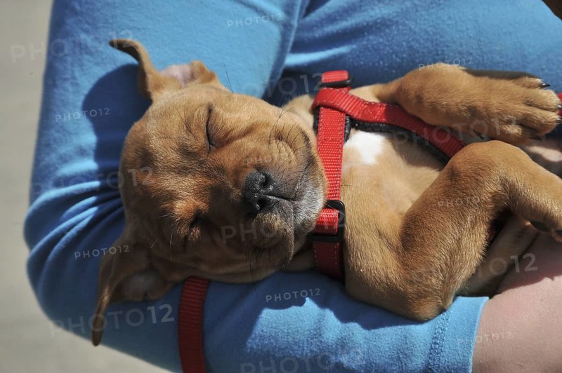 Staffordshire Bull Terrier