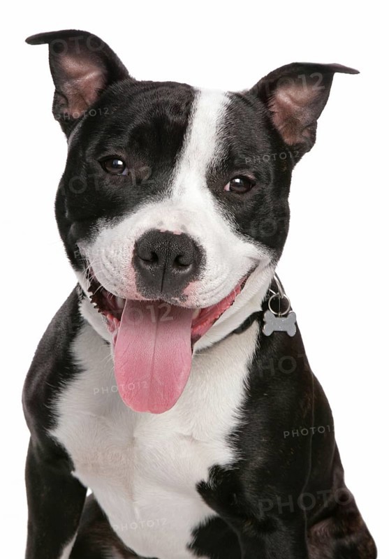 Domestic dog