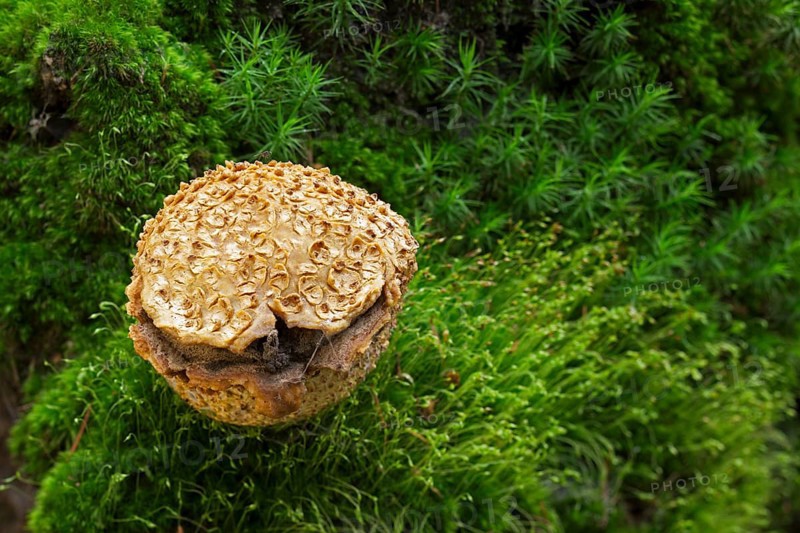 Common earthbal