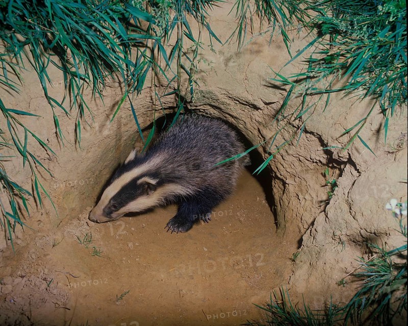 Badger