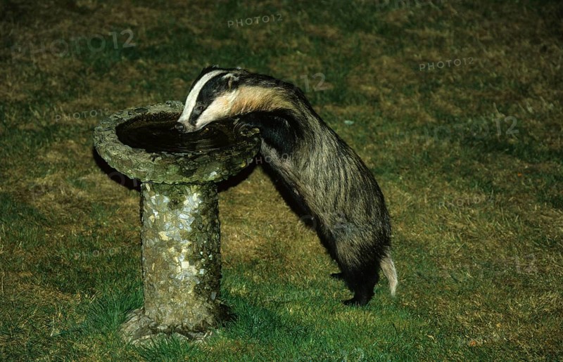 Badger