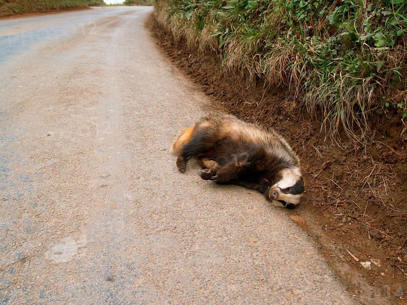 Eurasian Badger
