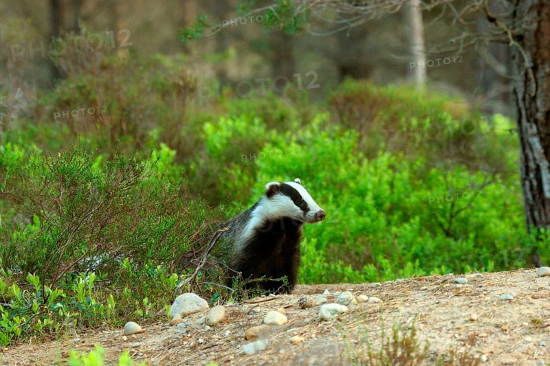 Badger