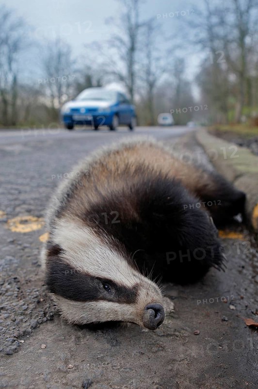 Eurasian Badger