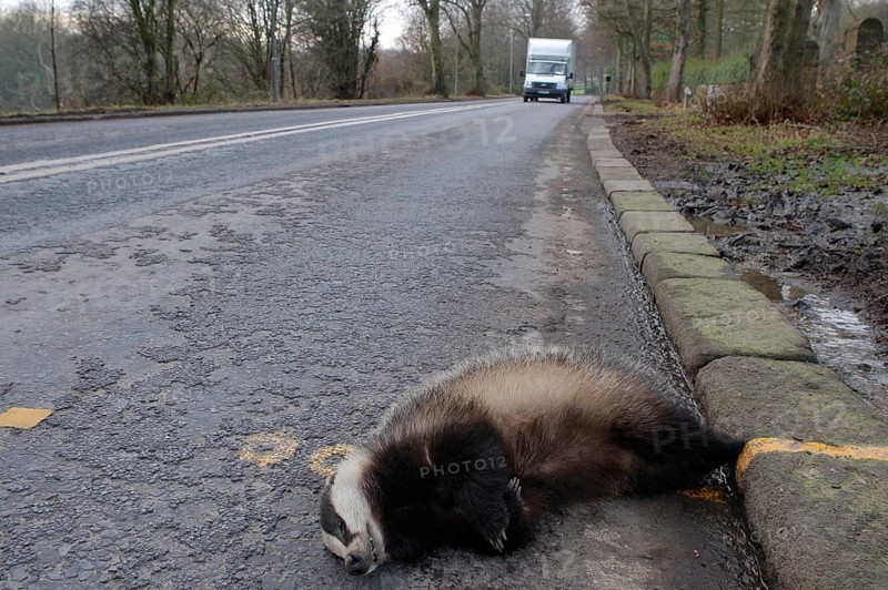 Eurasian Badger