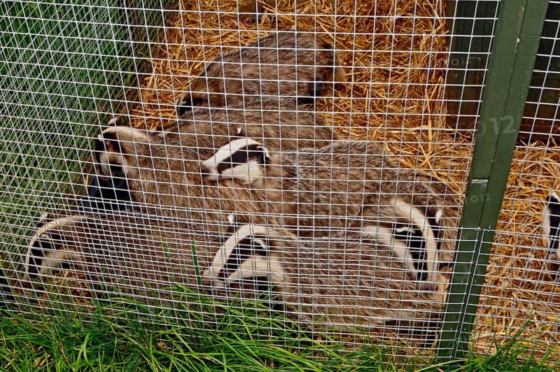 Eurasian Badger