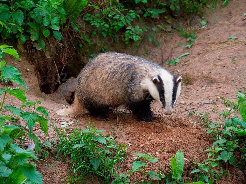 Eurasian Badger