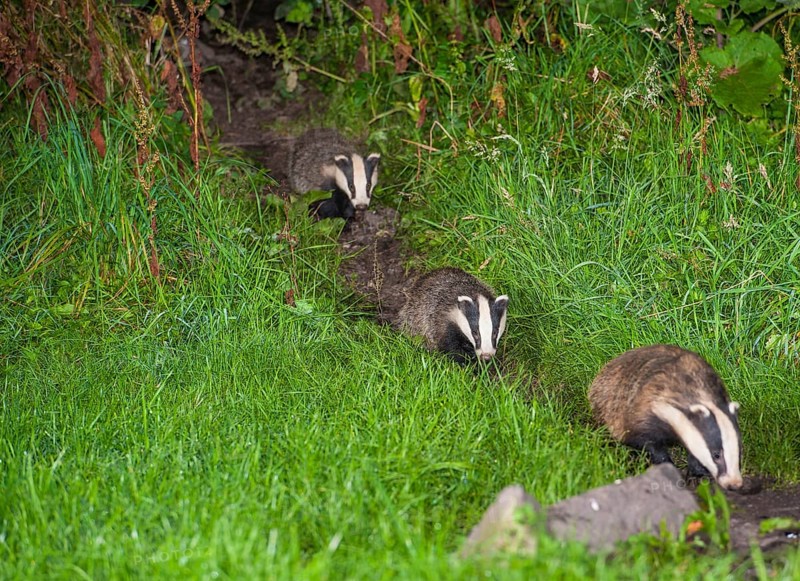 Badger