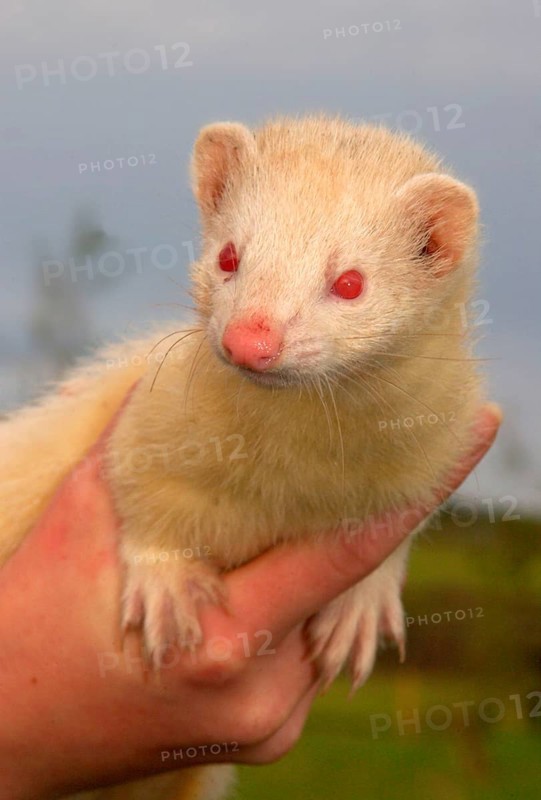 European polecat