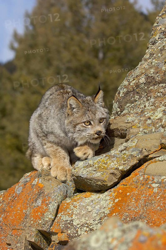 Canada lynx