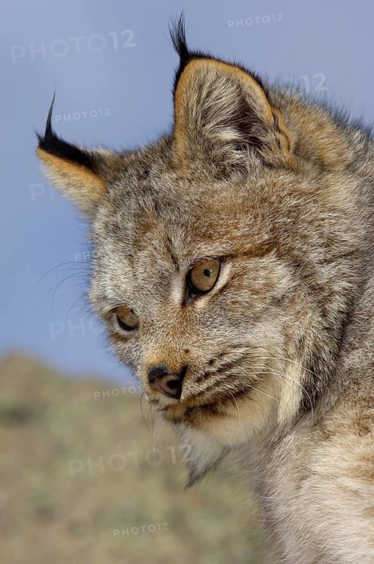 Canada lynx