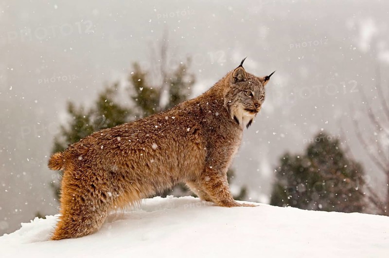 Canadian Lynx