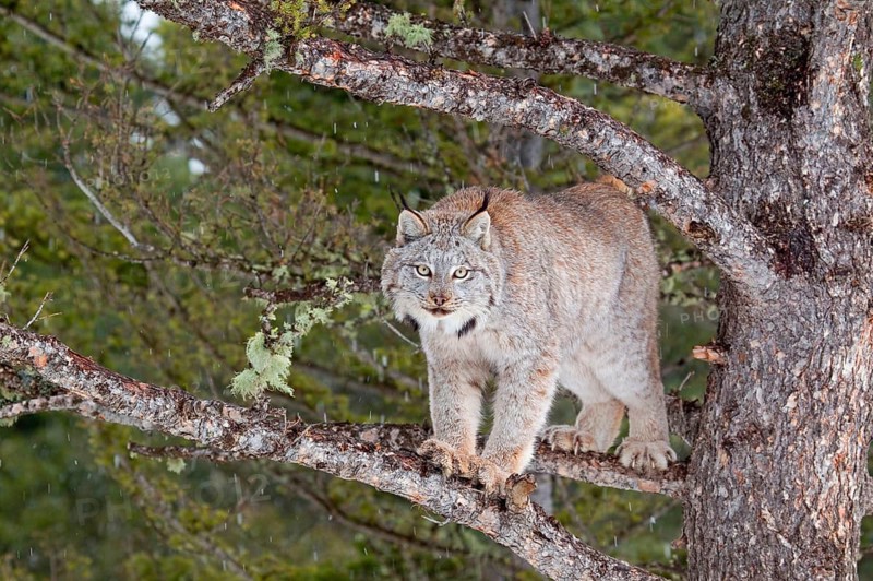 Canadian Lynx